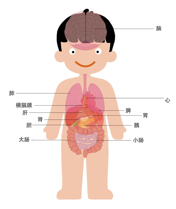 肚子结构图解图片