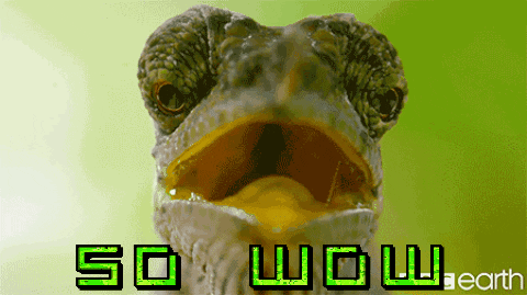 giphy (1).gif